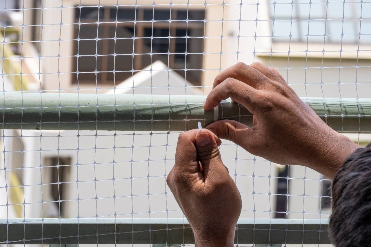 How to Safely Remove Birds from Your Property (Without Harming Them)