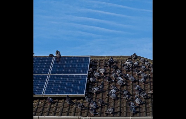 How Commercial Bird Netting Saves Businesses Thousands (and Their Reputation)