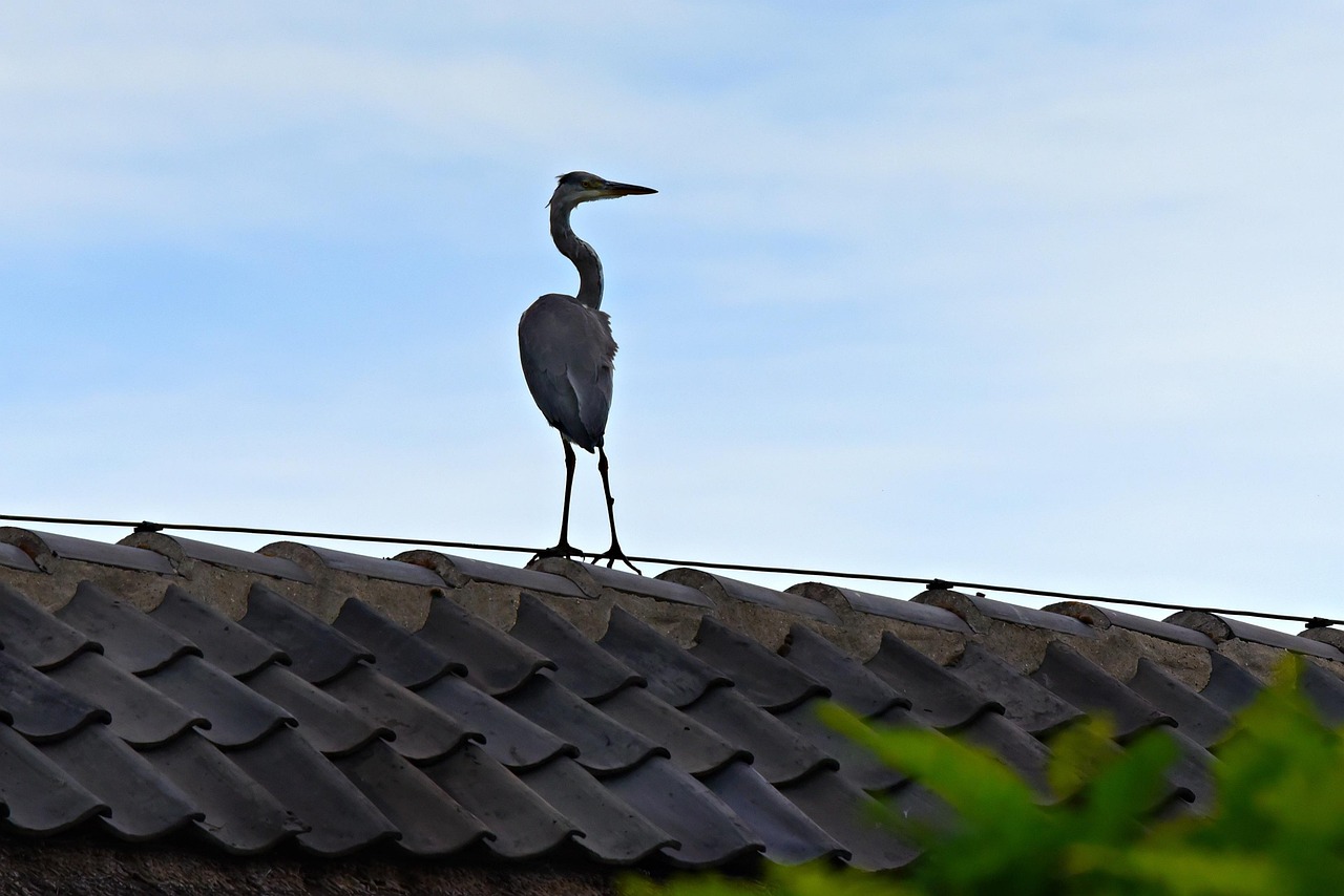 Is Your Roof a Bird Magnet? How to Bird‑Proof Commercial Buildings in Sydney