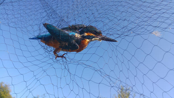 Kingfisher, Bird, Animal, Blue, Summer