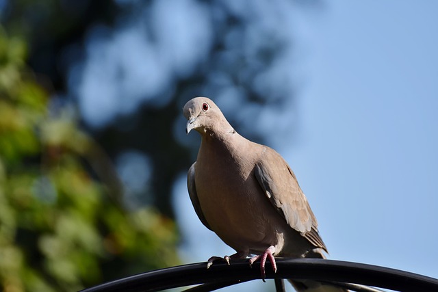 Sydney’s Pigeon Problem: Why They Keep Coming Back (and How to Stop Them)