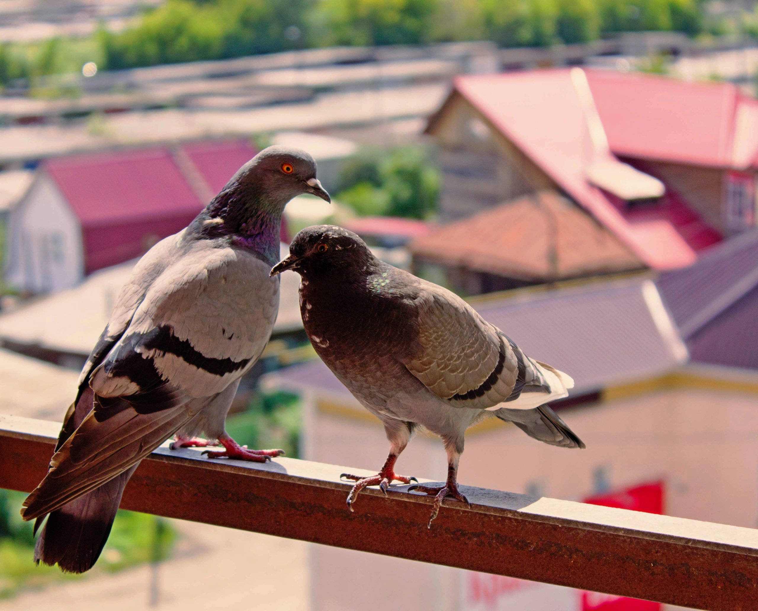 Pigeons on Your Balcony in Sydney? Here’s What’s Actually Happening (And How to Fix It for Good)