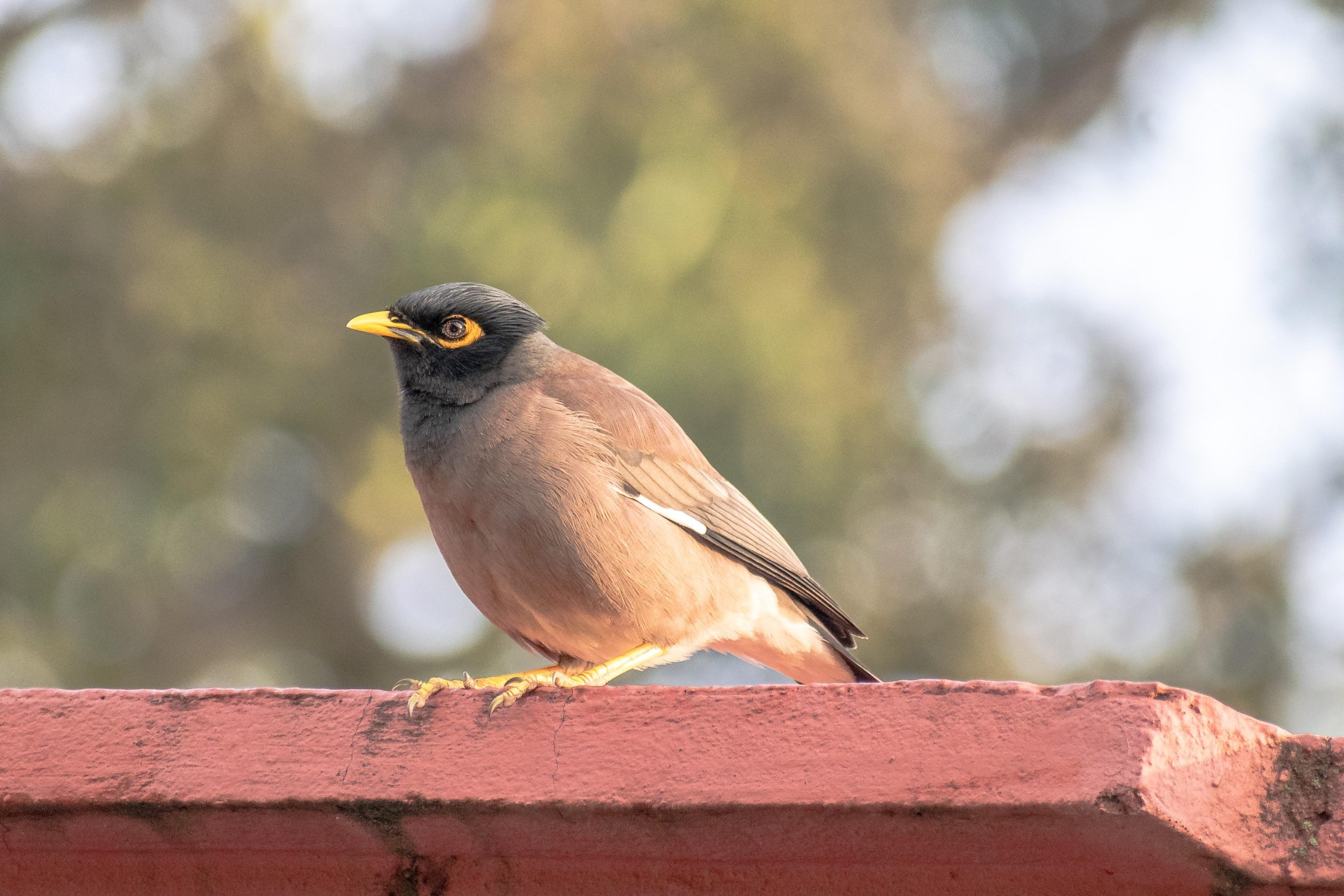 Indian Mynas in Sydney: The Bird Problem Most People Get Wrong
