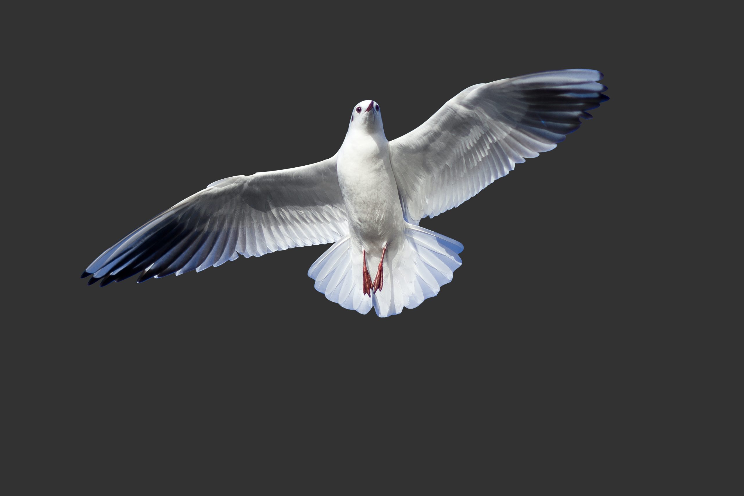 Pigeon proofing in Sydney: your pre-season checklist before nesting starts