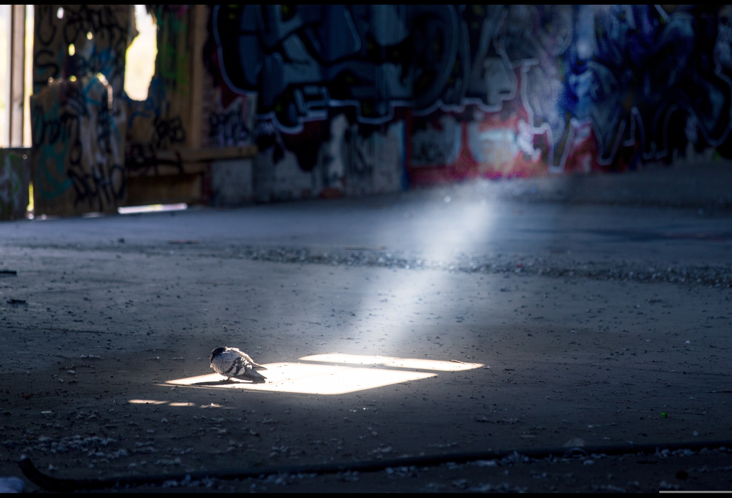 Bird control for Sydney warehouses and loading docks: what facilities managers need to know